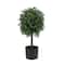 2ft. Boxwood Single Ball Topiary in Nursery Pot
